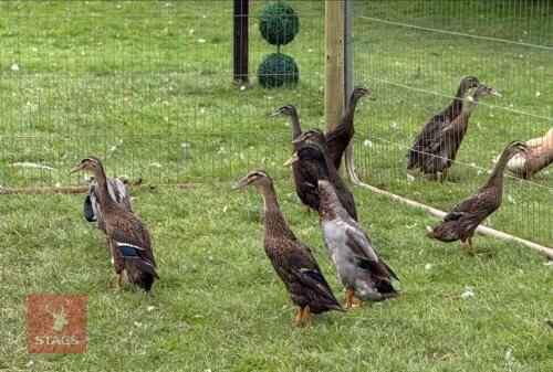 TRIO OF MALLARD INDIAN RUNNER DUCKS - BIDS PER LIFE