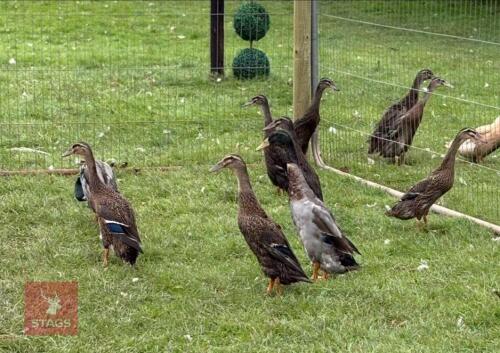 PAIR OF MALLARD INDIAN RUNNER DUCKS - BIDS PER LIFE