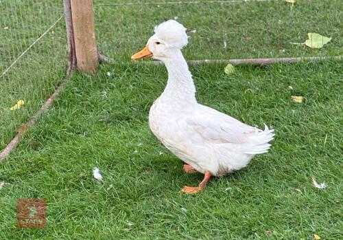 PAIR OF WHITE CRESTED DUCKS - BIDS PER LIFE
