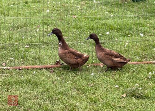 2 KHAKI X DUCKS - BIDS PER LIFE