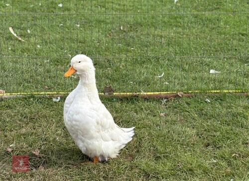 2 WHITE GERMAN PEKIN DUCKS - BIDS PER LIFE