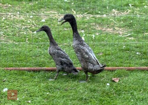 TRIO OF BLUE INDIAN RUNNER DUCKS - BIDS PER LIFE