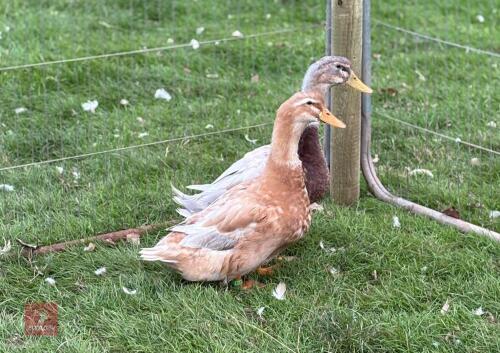 PAIR OF SAXONY DUCKS - BIDS PER LIFE