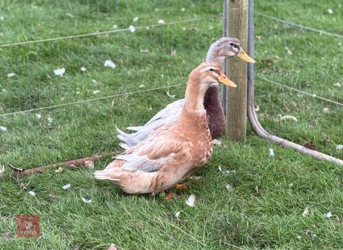PAIR OF SAXONY DUCKS - BIDS PER LIFE