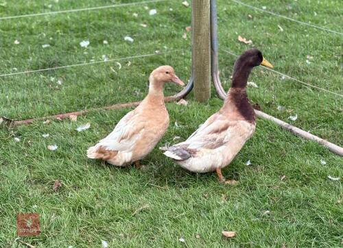 PAIR OF BUFF ORPINGTON DUCKS - BIDS PER LIFE