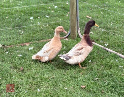 PAIR OF BUFF ORPINGTON DUCKS - BIDS PER LIFE