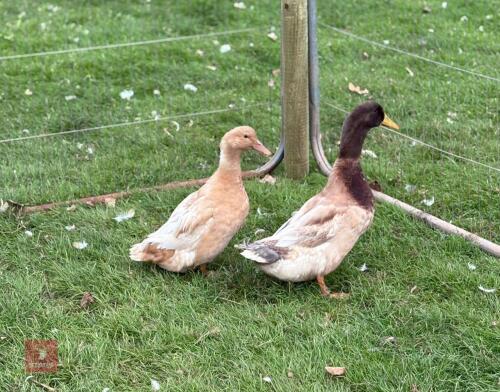 PAIR OF BUFF ORPINGTON DUCKS - BIDS PER LIFE