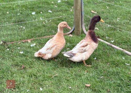 PAIR OF BUFF ORPINGTON DUCKS - BIDS PER LIFE