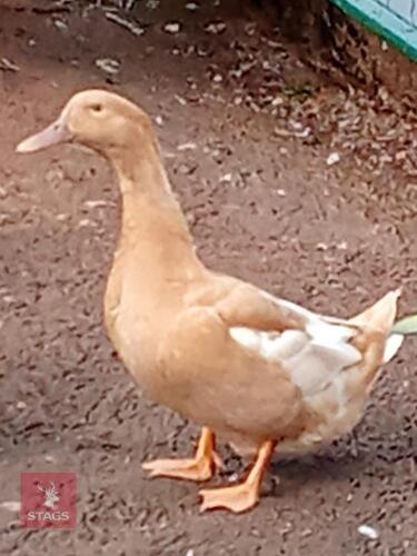 TRIO OF BUFF ORPINGTON DUCKS - BIDS PER LIFE