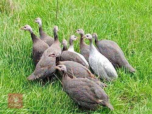 5 UNSEXED GUINEA FOWL - BIDS PER LIFE