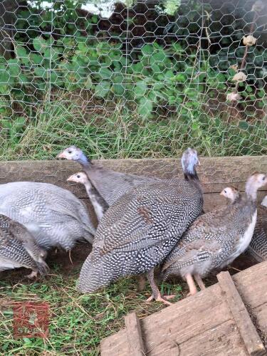6 GUINEA FOWL KEETS - BIDS PER LIFE