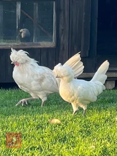 PAIR OF SPLASH POLISH BANTAMS - BIDS PER LIFE