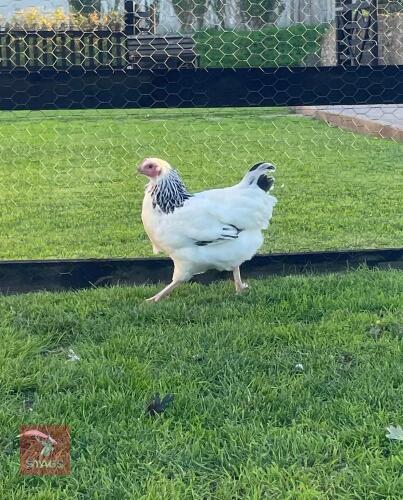 2 LIGHT SUSSEX BANTAM POL PULLETS - BIDS PER LIFE