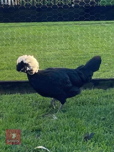 2 WHITE CRESTED BLACK POLISH BANTAM PULLET HENS - BIDS PER LIFE