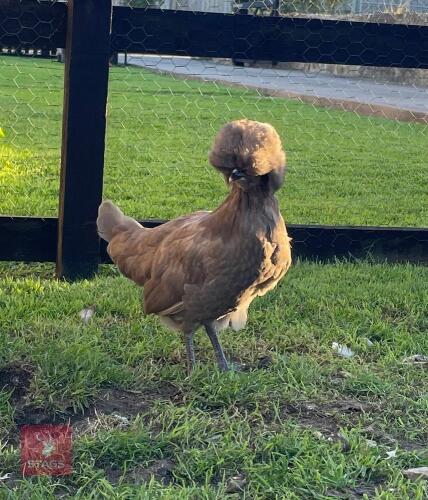 PUREBRED BLUE POLISH BANTAM POL PULLET