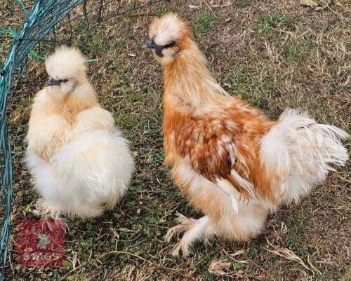 PAIR OF BEARED BANTAM SILKIE CHICKENS - BIDS PER LIFE