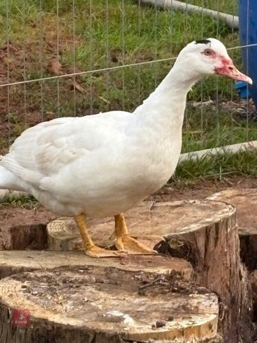 5MO FEMALE MUSCOVY DUCK