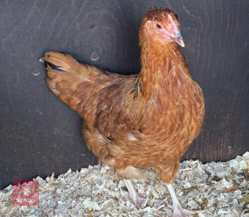 4MO BUFF SUSSEX HEN