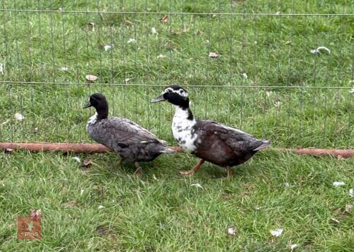PAIR OF BLUE MINIATURE DUCKS - BIDS PER LIFE