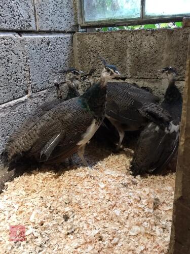 3 INDIAN BLUE PEAFOWL - BIDS FOR THE GROUP