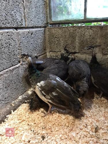 3 INDIAN BLUE PEAFOWL - BIDS FOR THE GROUP