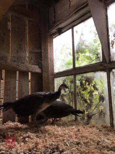 2 INDIAN BLUE PEAFOWL - BIDS FOR THE GROUP