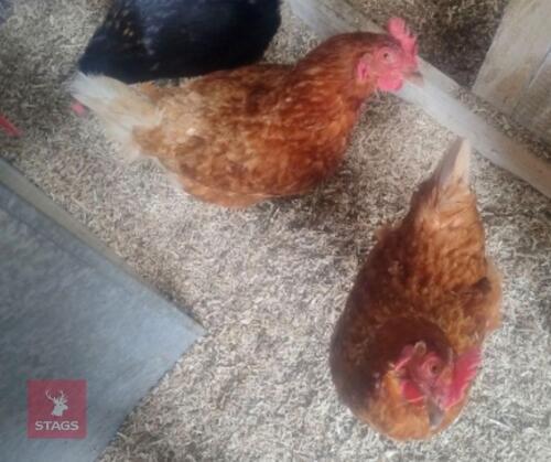 4 EX-COMMERCIAL RED HYBRID HENS - BIDS PER LIFE