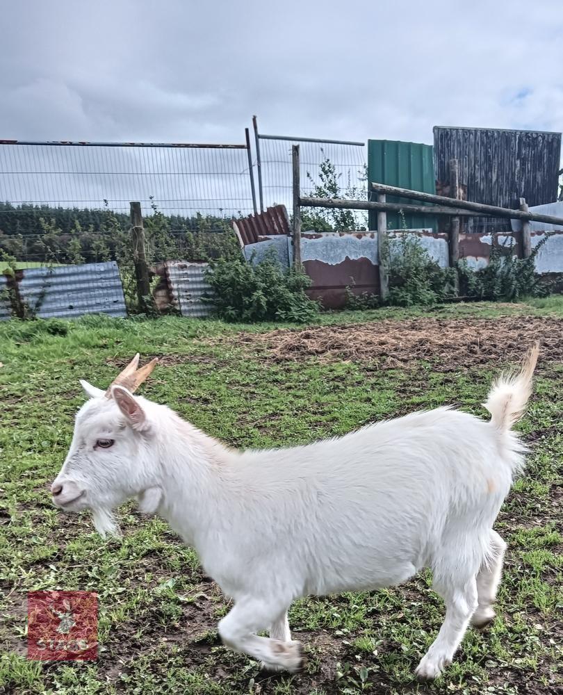PYGMY DOE GOAT