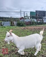 PYGMY DOE GOAT