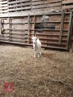 PYGMY DOE GOAT - 2