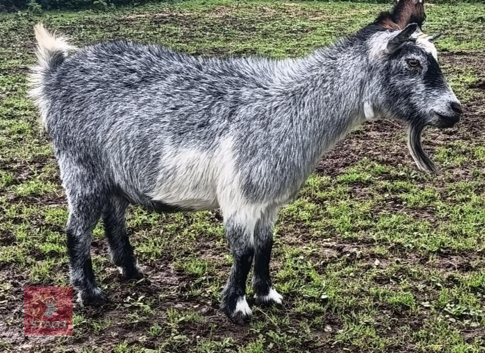 DEHORNED NANNY GOAT