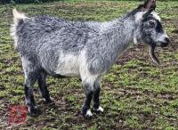 DEHORNED NANNY GOAT