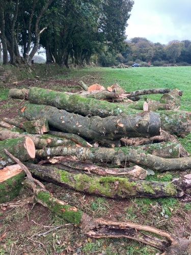 LARGE ASH LENGTHS FOR FIREWOOD / TIMBER