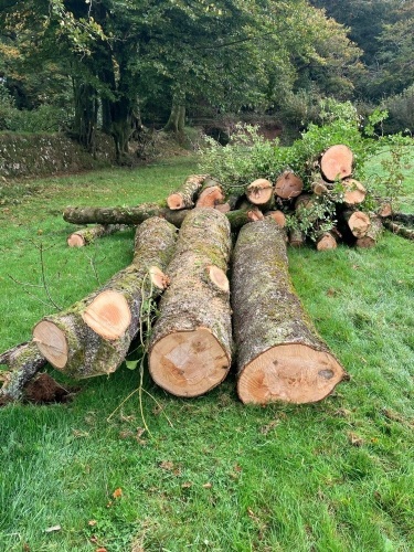 3 LARGE LENGTHS OF ASH FOR FIREWOOD