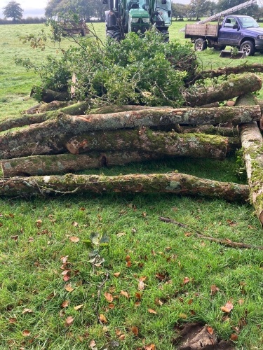 LARGE HEAP OF MEDIUM SIZE ASH FOR FIREWOOD