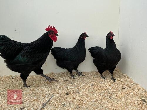TRIO OF AUSTRALORP BANTAM CHICKENS - BIDS PER LIFE