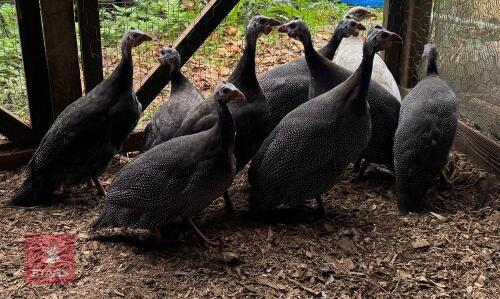 8 COLOURED GUINEA FOWL- BIDS PER LIFE
