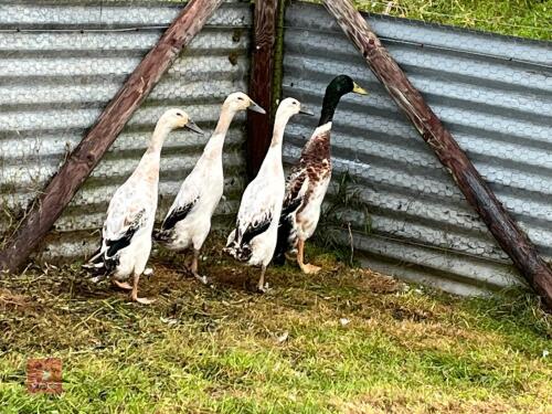 QUARTET OF SILVER INDIAN RUNNER DUCKS - BIDS PER LIFE