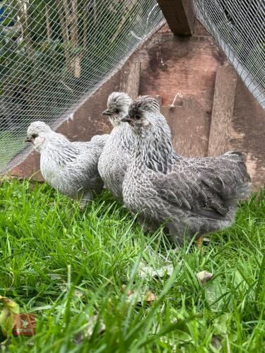 3 SILVER PENCIL WYANDOTTE X SILKIE HENS - BIDS PER LIFE