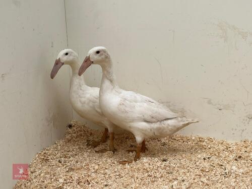 PAIR OF HOOKBILL DUCKS - BIDS PER LIFE