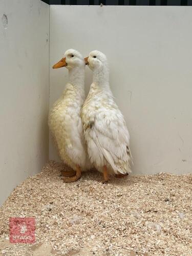 PAIR OF WHITE GERMAN PEKIN DUCKS - BIDS PER LIFE