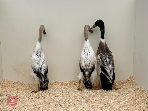 TRIO OF SILVER INDIAN RUNNER DUCKS - BIDS PER LIFE