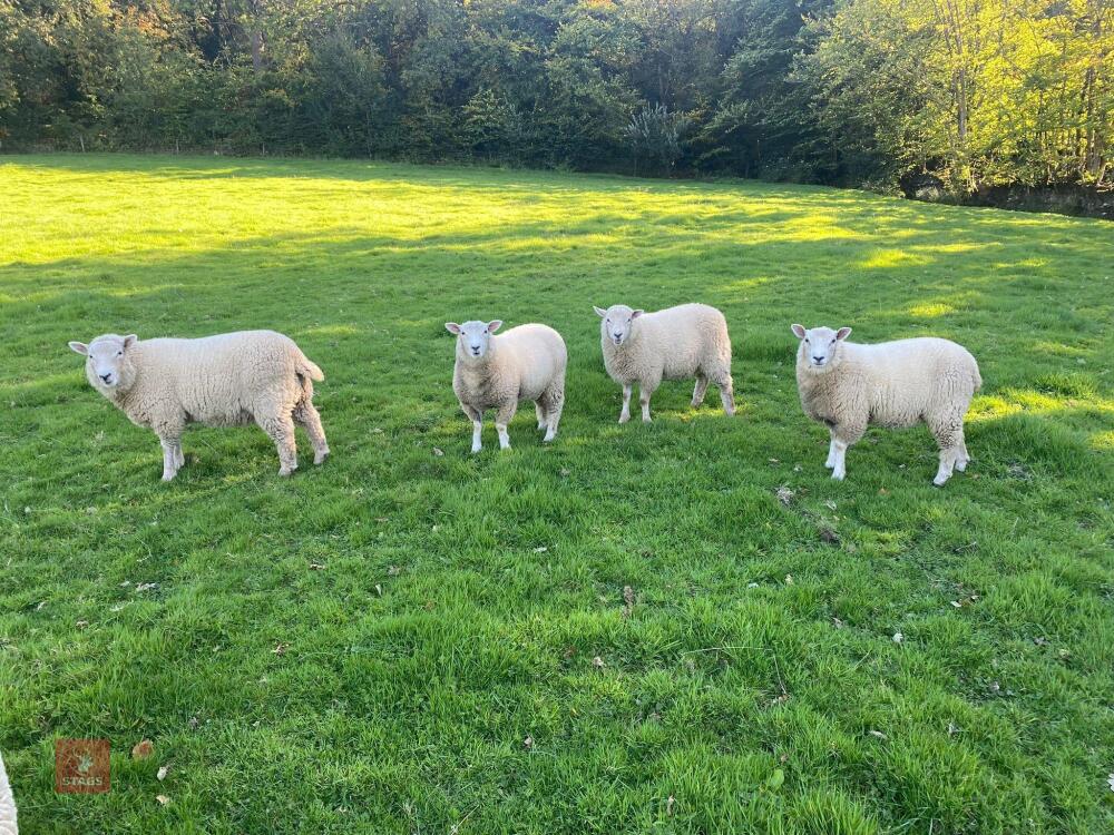 4 EXMOOR X CHARTEX EWE LAMBS - BIDS PER LIFE