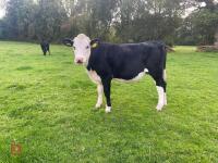 2 HEREFORD X HEIFERS - BIDS PER LIFE