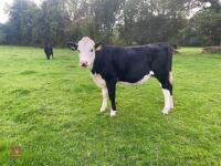 2 HEREFORD X HEIFERS - BIDS PER LIFE - 2