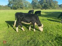 2 HEREFORD X HEIFERS - BIDS PER LIFE - 4