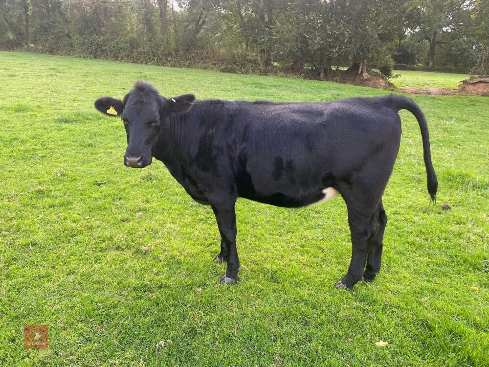 20MO ANGUS X HEIFER