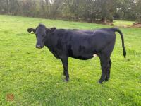 20MO ANGUS X HEIFER