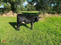 20MO ANGUS X HEIFER - 2