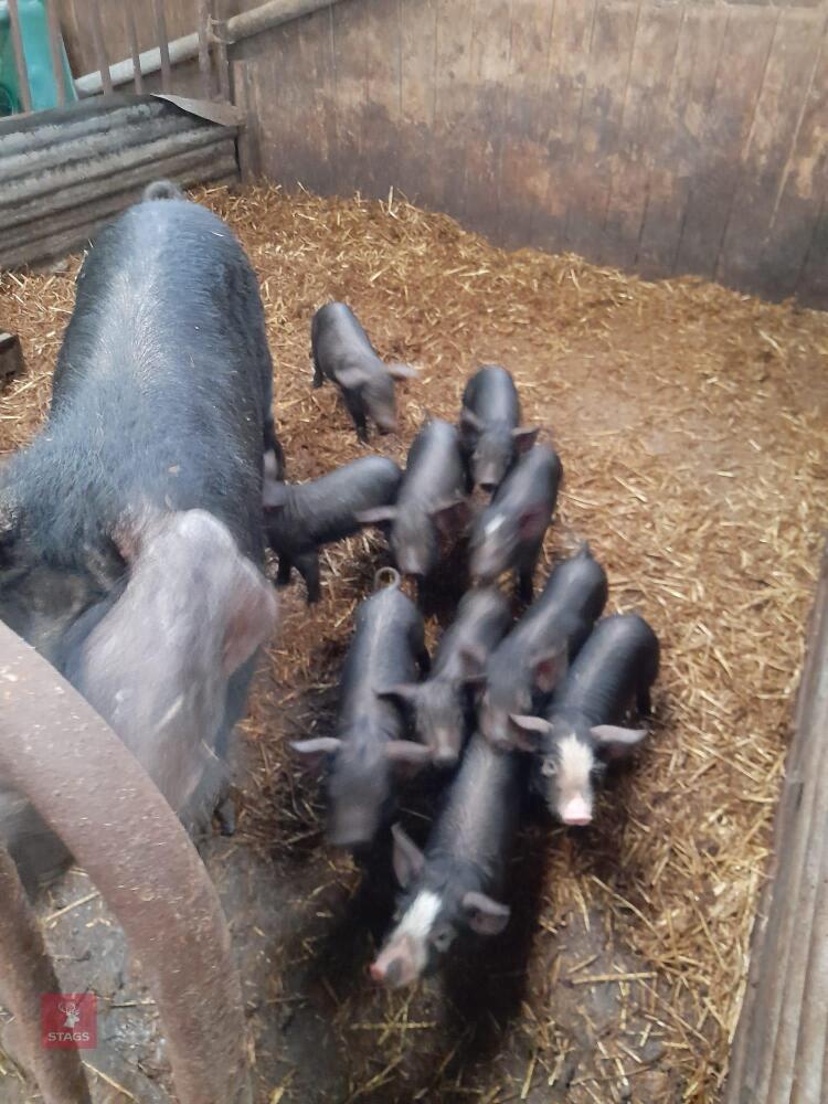 5 BLACK CROSS PIETRAIN WEANERS - BIDS PER LIFE